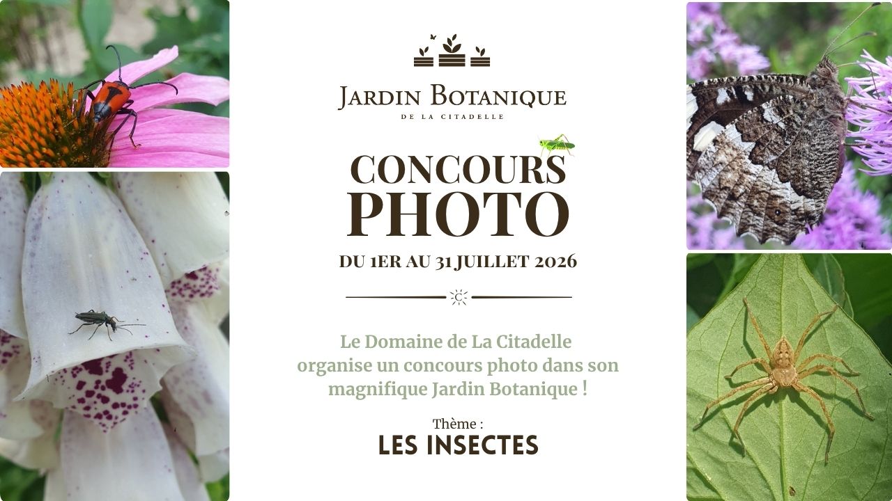 Concours Photo au Jardin Botanique : Les Insectes